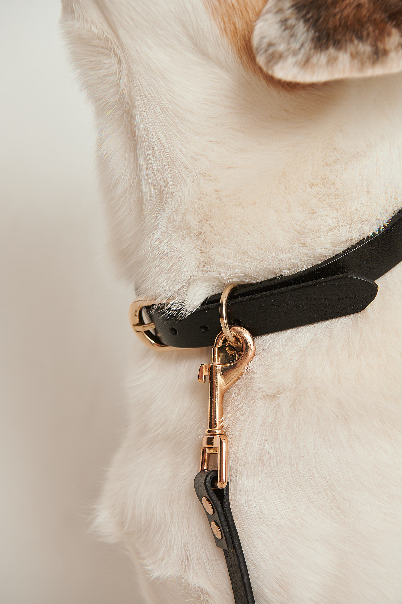 Basic Leather Dog Leash Black